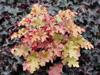 urawka Heuchera 'Marmalade'